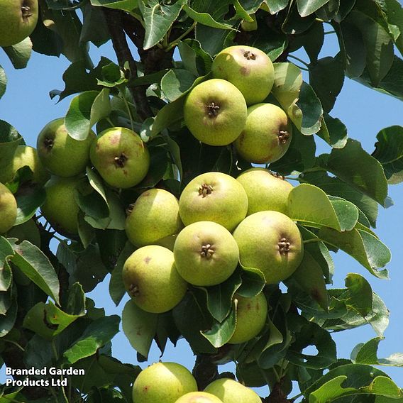 Pear 'Petite Poire'