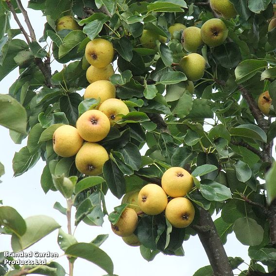 Pear 'Petite Poire'