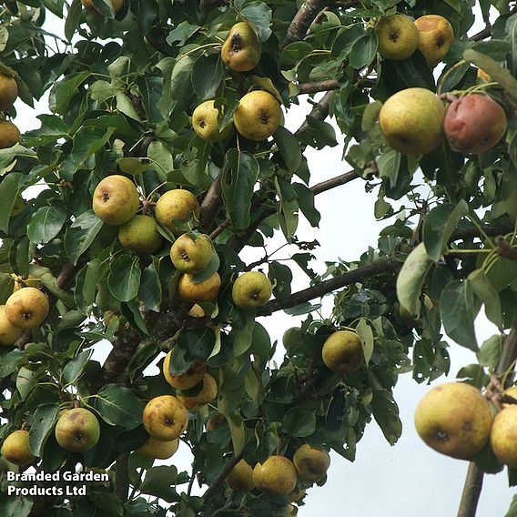 Pear 'Petite Poire'