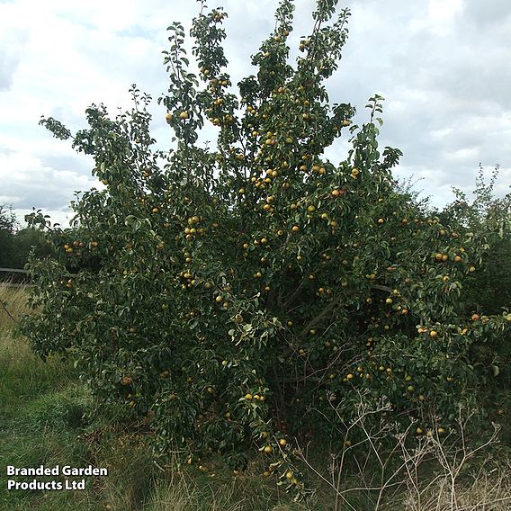 Pear 'Petite Poire'