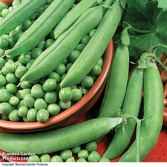 Pea  'Alderman' (Organic) - Seeds