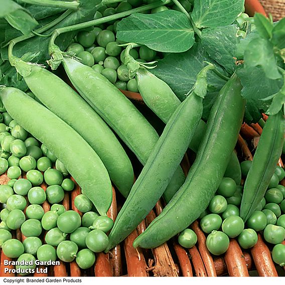 Pea  'Alderman' (Organic) - Seeds