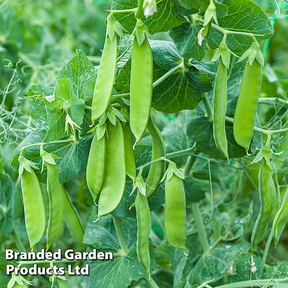 Snow Pea 'Max' (Mangetout) - Seeds