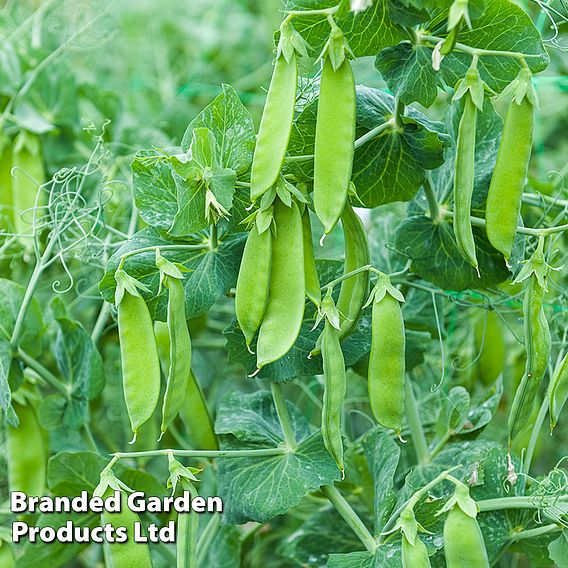 Snow Pea 'Max' (Mangetout) - Seeds