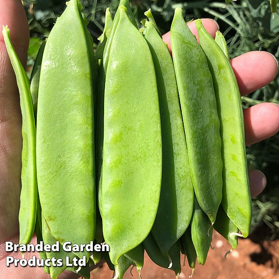 Snow Pea 'Max' (Mangetout) - Seeds