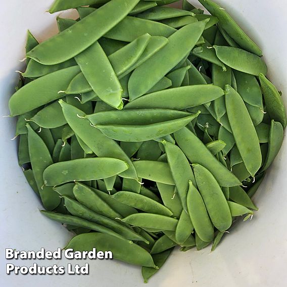 Snow Pea 'Max' (Mangetout) - Seeds