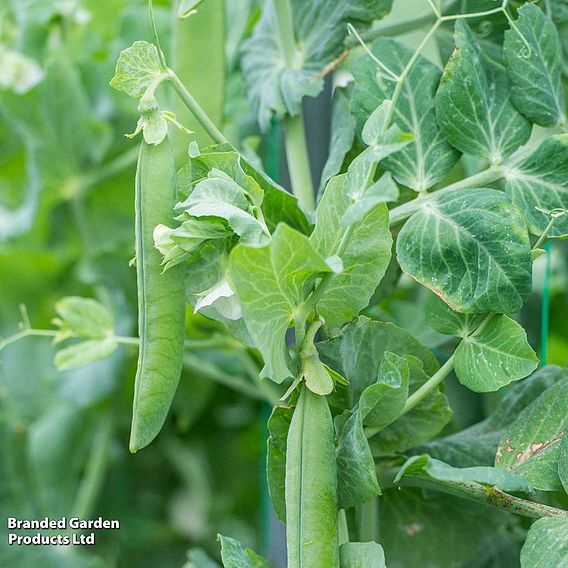 Pea 'Utrillo' (Organic) - Seeds