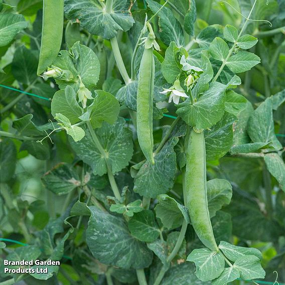 Pea 'Utrillo' (Organic) - Seeds