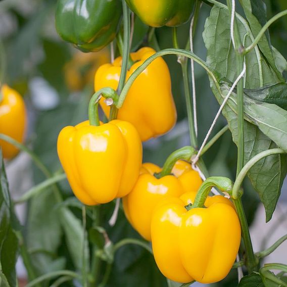 Sweet Pepper Collection (Grafted)