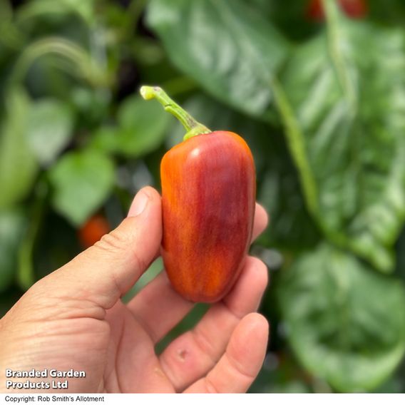 Sweet Pepper 'Lila Purple'