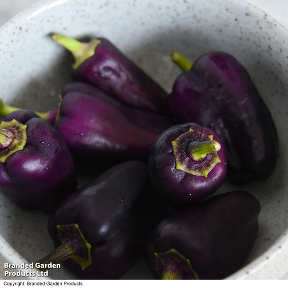 Sweet Pepper 'Lila Purple'