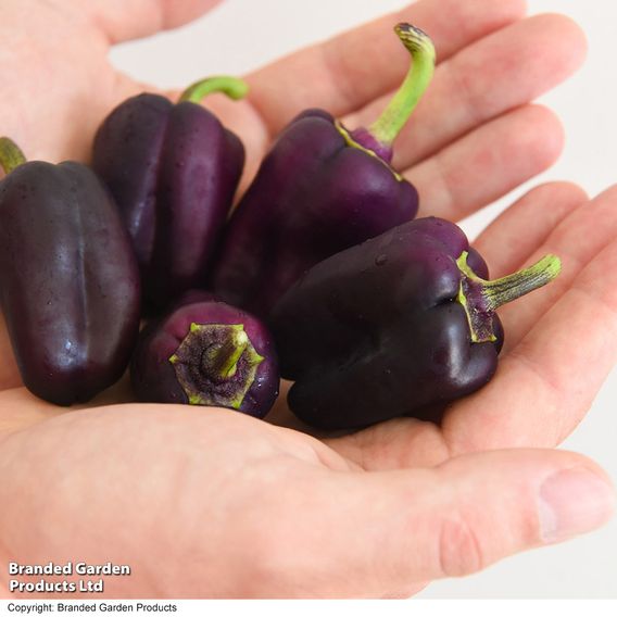 Sweet Pepper 'Lila Purple'