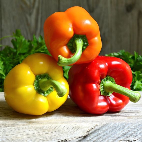 Sweet Pepper Collection (Grafted)