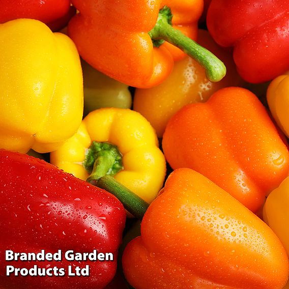 Sweet Pepper Collection (Grafted)