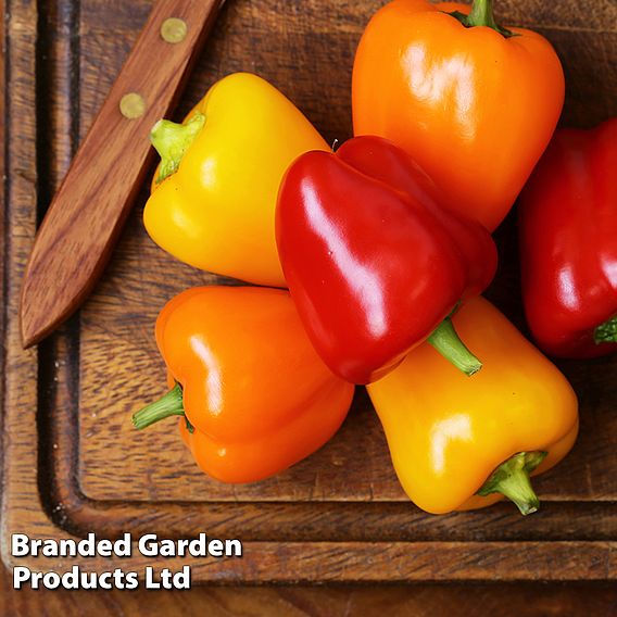 Sweet Pepper Collection (Grafted)