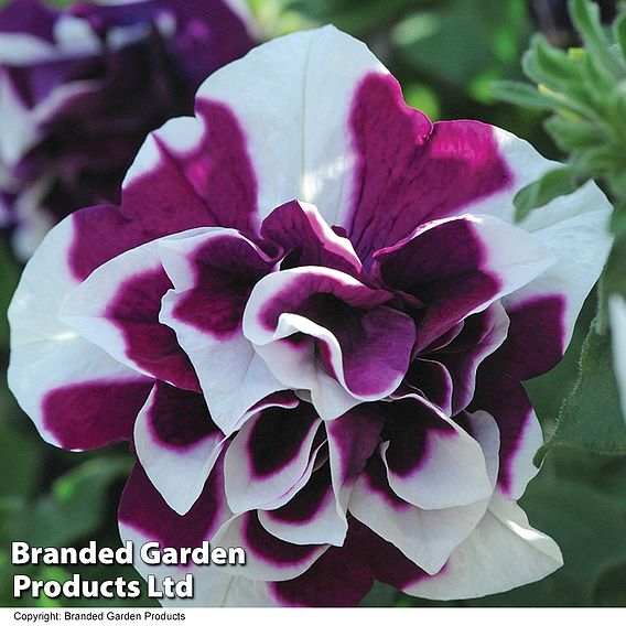 Petunia 'Frills & Spills™ Damson Ripple'