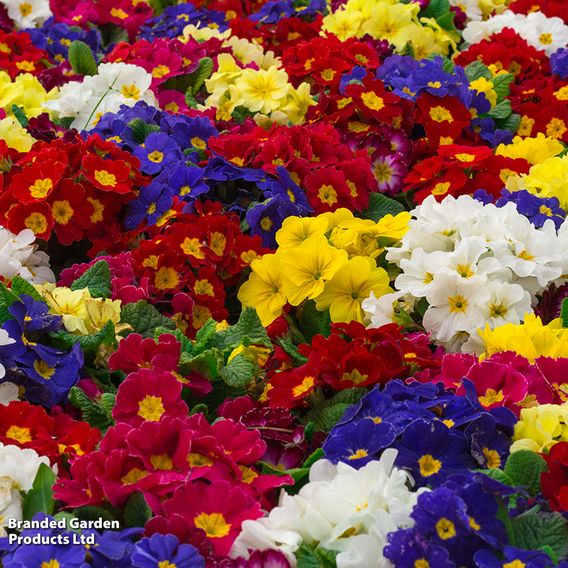 Primula eliator 'Crescendo® Mixed' F1 Hybrid