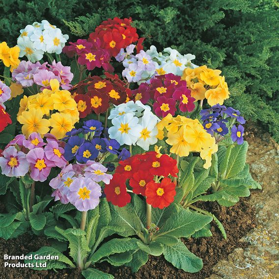 Polyanthus 'Large Flowered Mix'