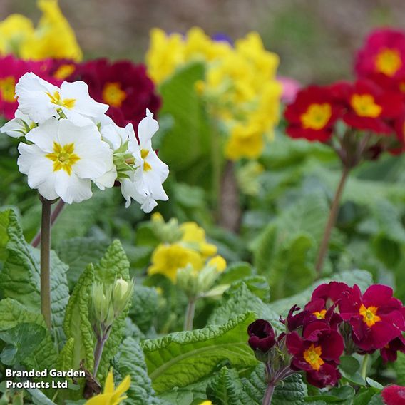 Polyanthus 'Pacific Giants Mix'