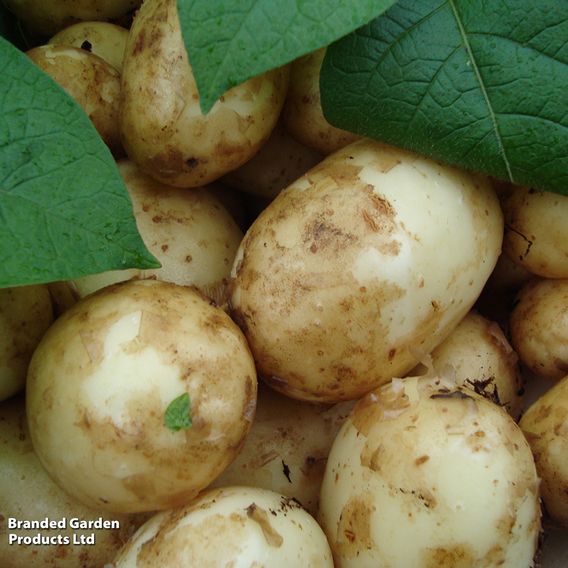 Potato 'Bambino'