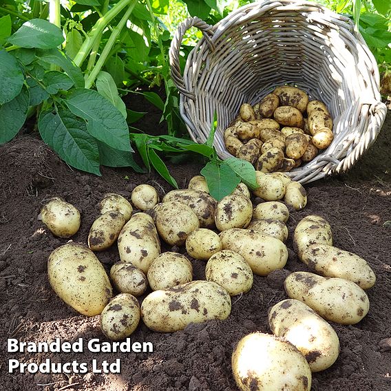 Potato 'Charlotte' (Second Cropping)