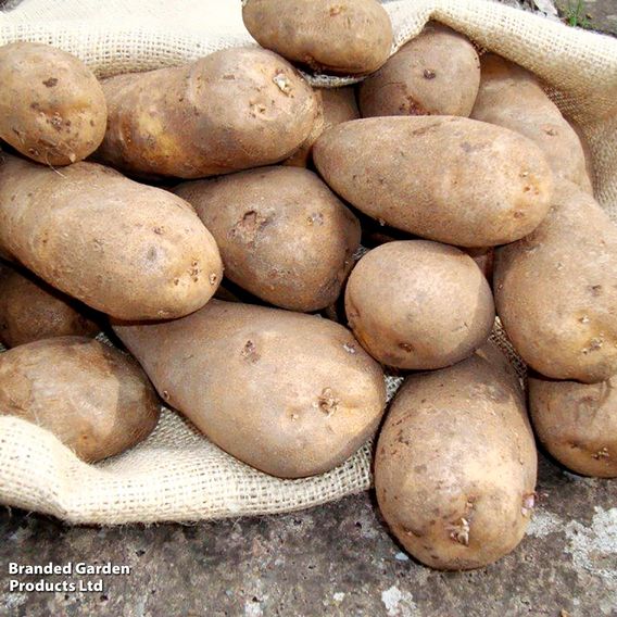 Potato 'Golden Wonder'