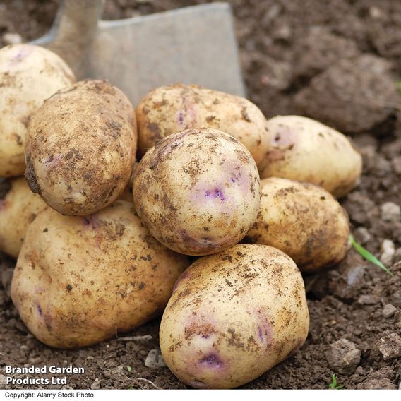 Potato 'Kestrel'