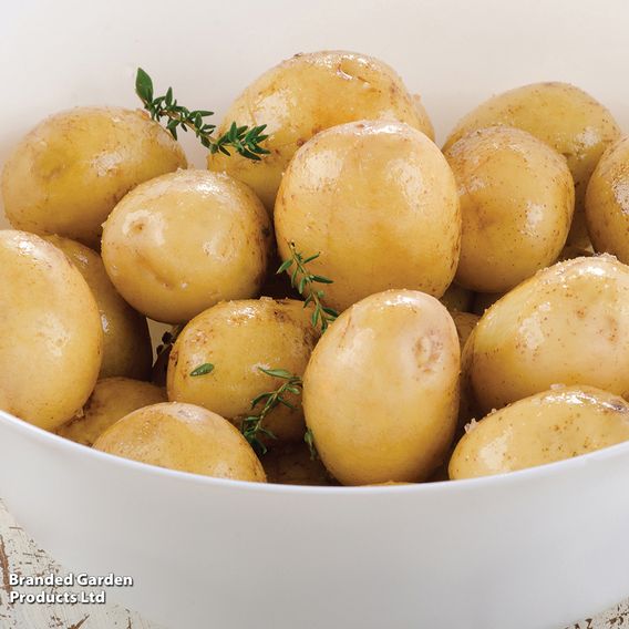 Potato 'Maris Peer'