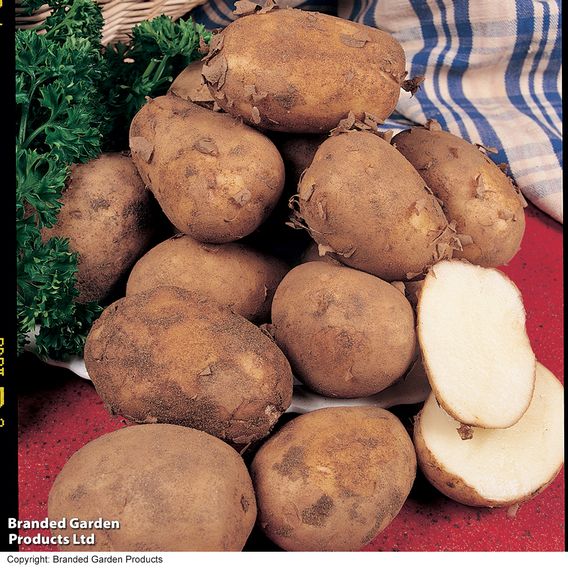 Potato 'Pentland Javelin'