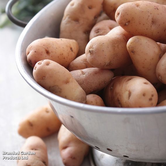 Potato 'Pink Fir Apple'