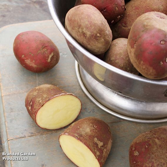 Potato 'Red Duke of York'