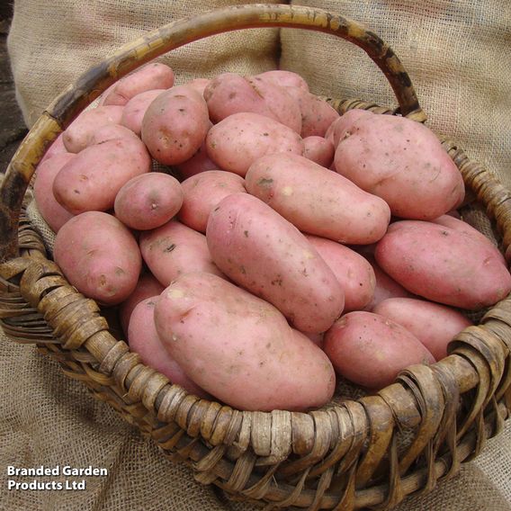 Potato 'Sarpo Mira'