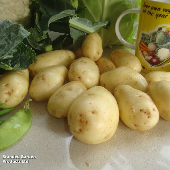 Potato 'Sharpes Express'