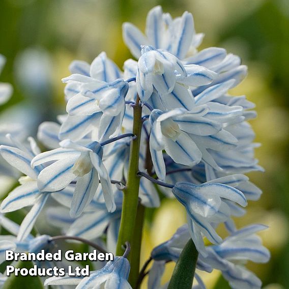 Russian Snowdrop