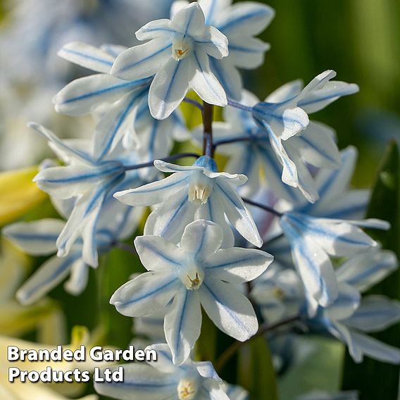 Russian Snowdrop