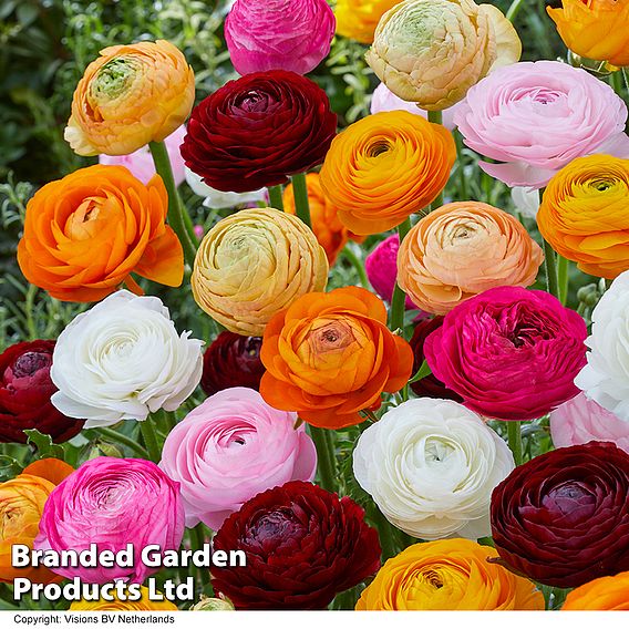 Ranunculus 'Mixed'