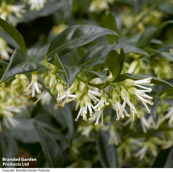 Fragrant Winter Shrub Duo