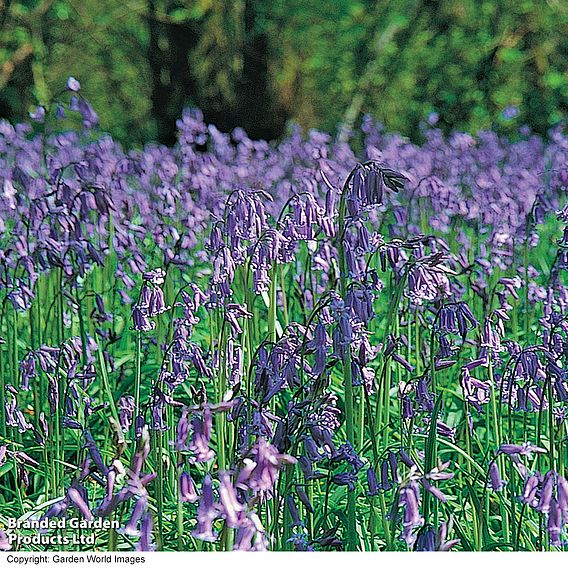 English Bluebells