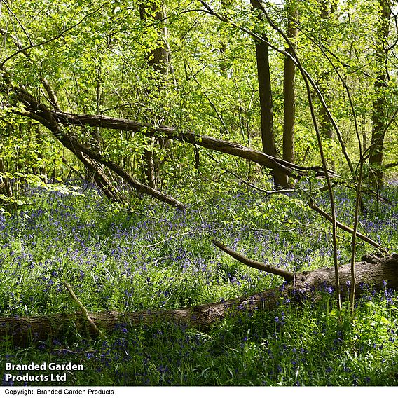 English Bluebells