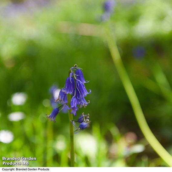 English Bluebells