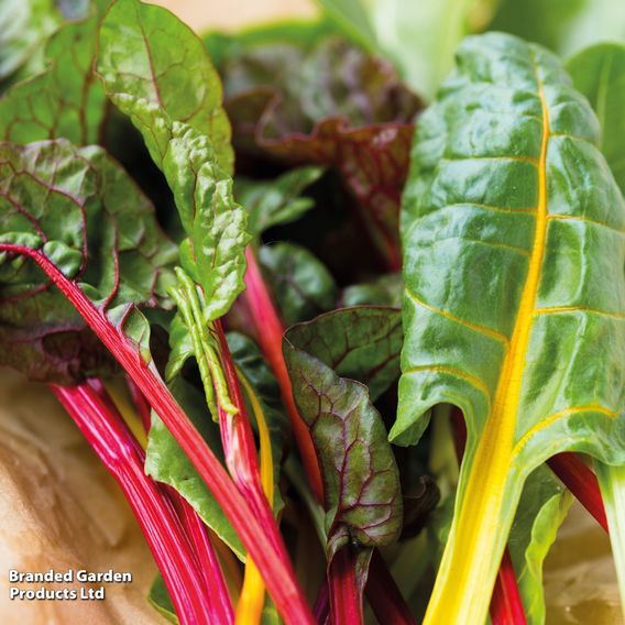 Swiss Chard 'Bright Lights'