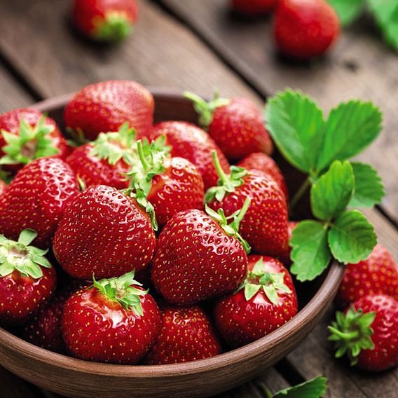 Buy Strawberry - Florence | Organic Gardening Catalogue