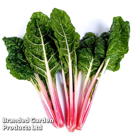 Swiss Chard 'Peppermint' - Seeds