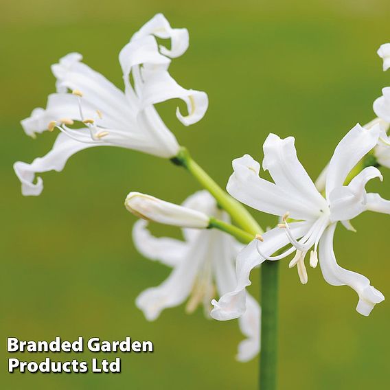 Nerine bowdenii 'Alba'