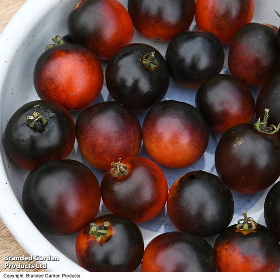 Tomato 'Akoya'