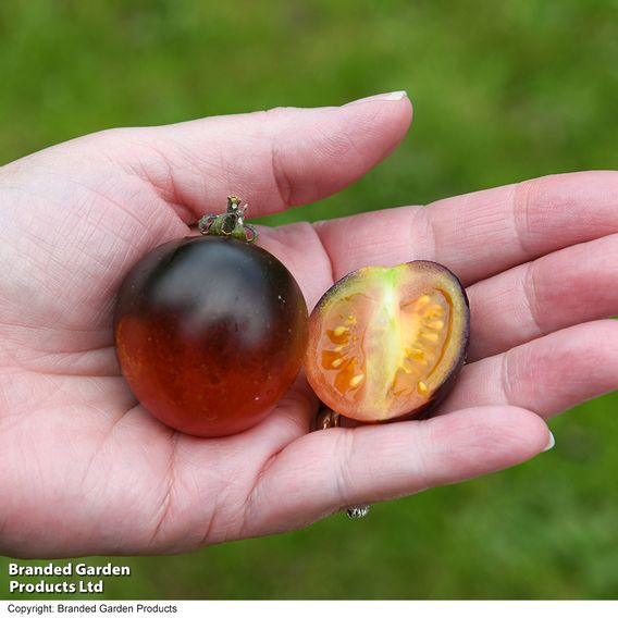 Tomato 'Akoya'