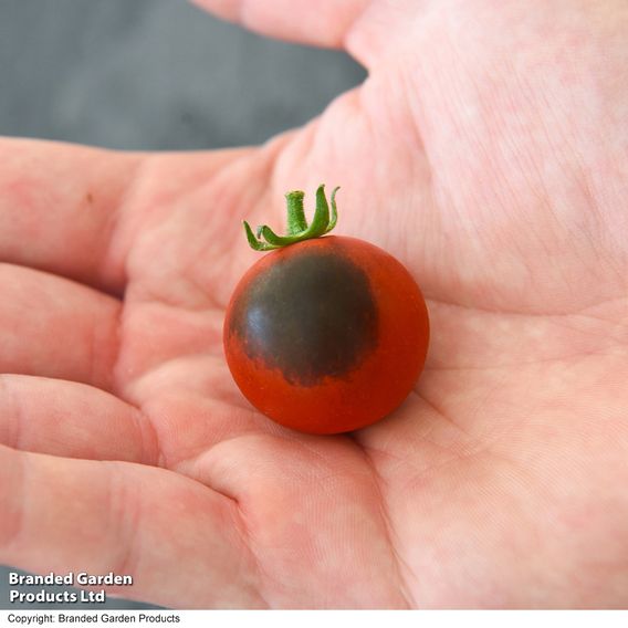 Tomato 'Akoya'