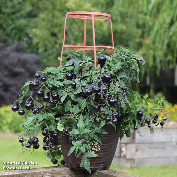 Tomato 'Akoya'