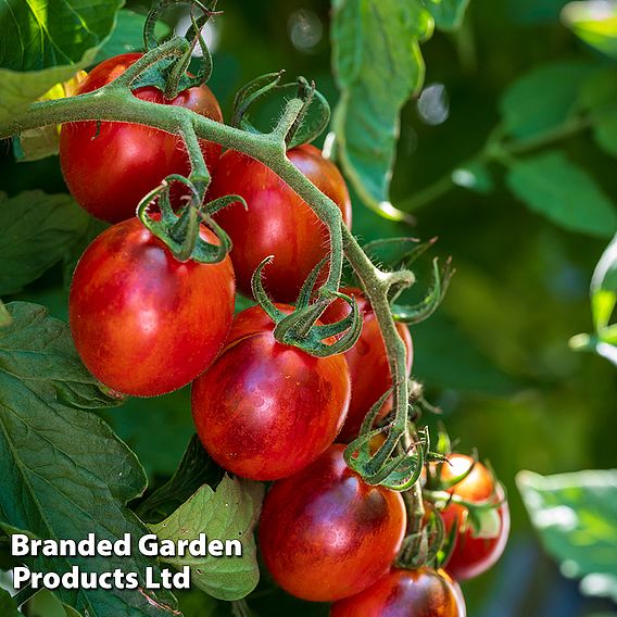 Tomato 'Black Moon' F1