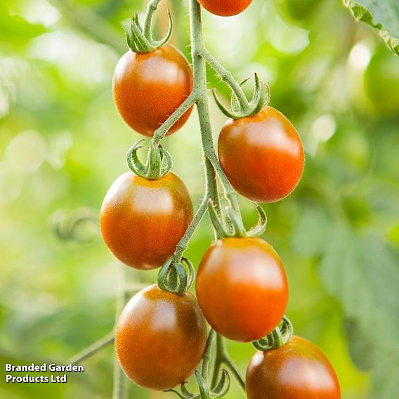 Tomato 'Bronzy' (Organic) - Seeds